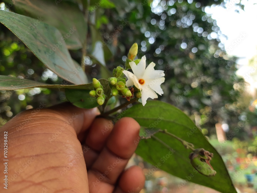Fototapeta premium Nyctanthes arbor tristis flower. It's other names &nbsp;night blooming jasmine, tree of sorrow flower, coral jasmine and shiuli. Harsigar or parijat flower. White flower. 