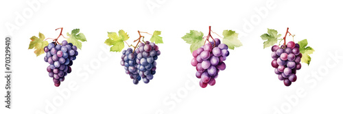 Watercolor grapes set. Vector illustration design.