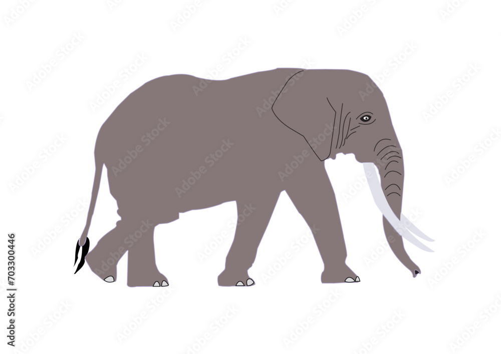 elephant isolated on white