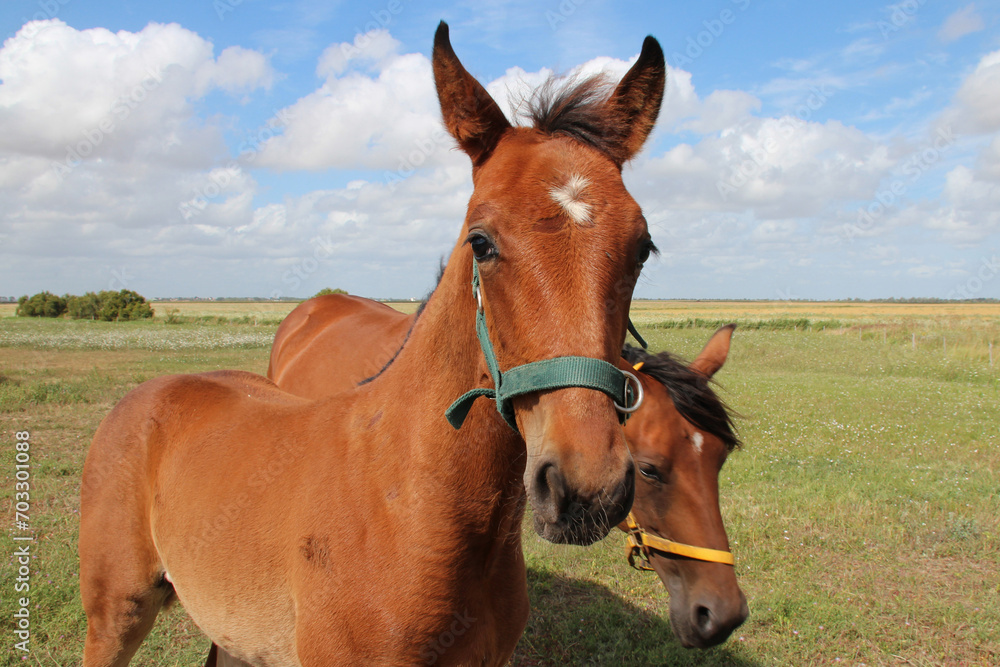 Obraz premium horses in a prairie in france