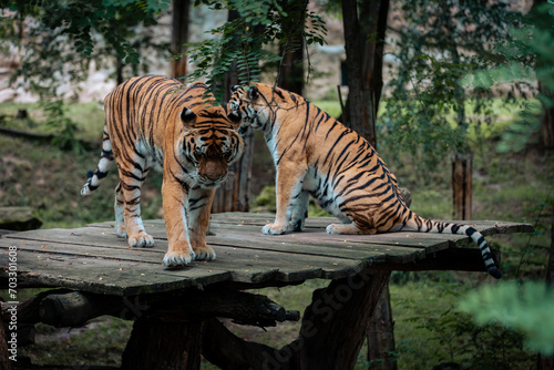 Two Siberian tigers
