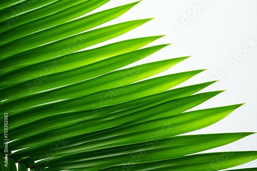 Isolated palm tree leaves in vivid green elegance on white