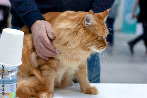 Portrait in profile of a red tabby large male Maine Coon cat on the cat show. photo