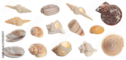 Seashell collection isolated on white background close up