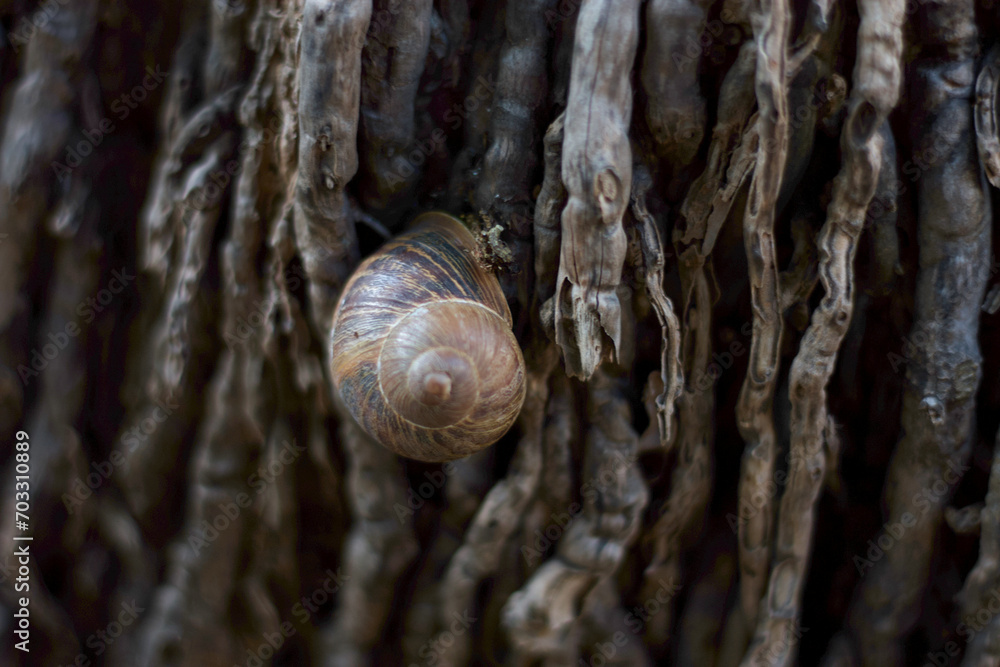 Snail resting in the trunk of a palm tree