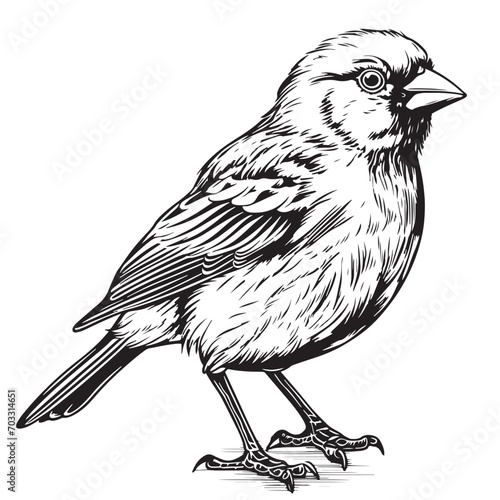 Cute canary bird hand drawn sketch .Vector illustration