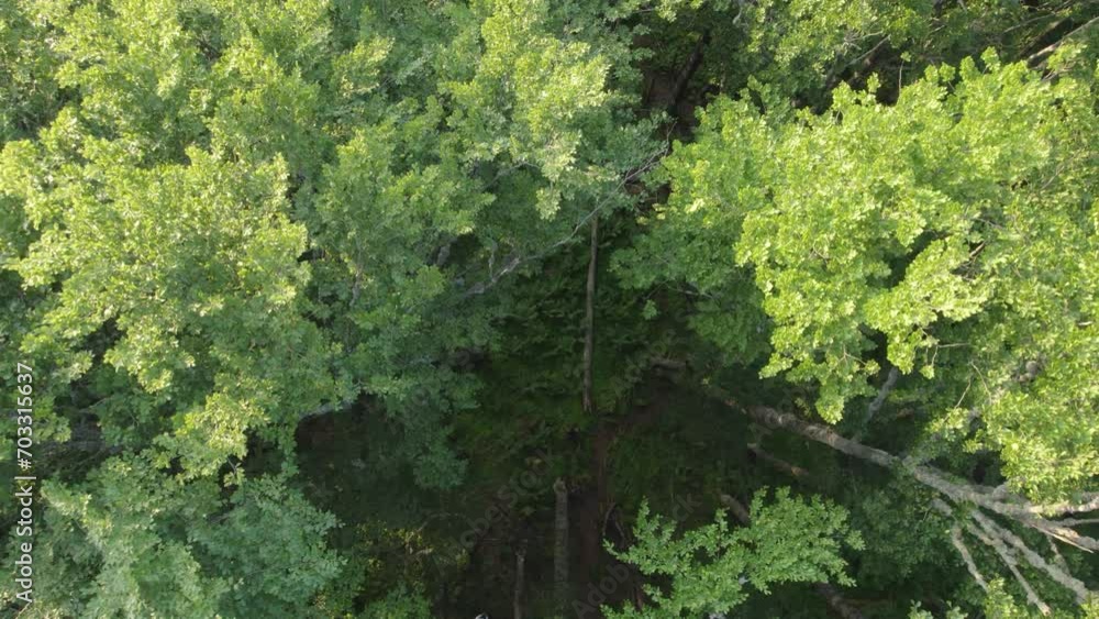 Slow flying through beautiful green forest Slow flying through beautiful green forest