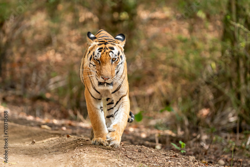 wild huge and large male bengal tiger or panthera tigris head on walking closeup with wink eye contact during morning stroll in safari at kanha kisli national park forest reserve madhya pradesh india