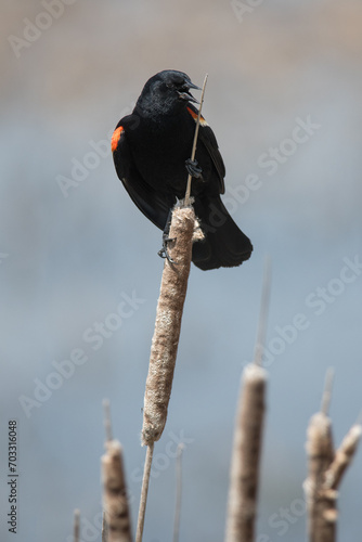 Red-Winged Blackbird perched on cattail with beak open