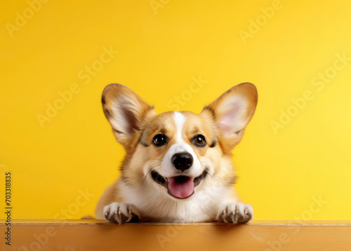 banner with a funny corgi dog puppy sitting on a yellow background looking at camera