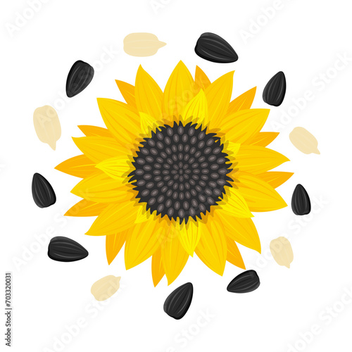 Yellow sunflower and sunflower seeds Vector illustration isolated on white background , Flat style.