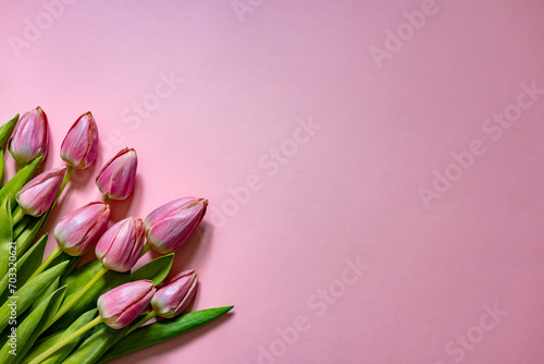 Bouquet of pink tulips on pink background. Mothers day, Valentines Day, Birthday celebration concept.