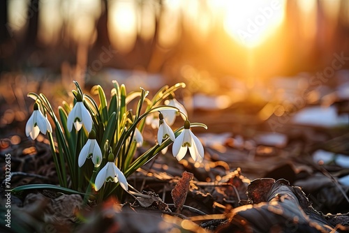 Snowdrop flower coming out from old tree leaves.	