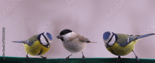 A trio of small birds, two blue tits and one black-headed one, sitting on a blurred gray background..