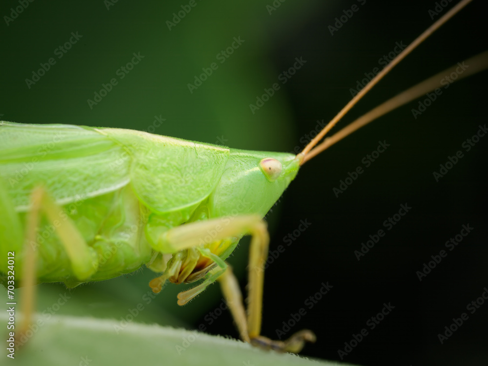Portrait of a cone headed grasshopper sitting Portrait of a cone headed grasshopper sitting