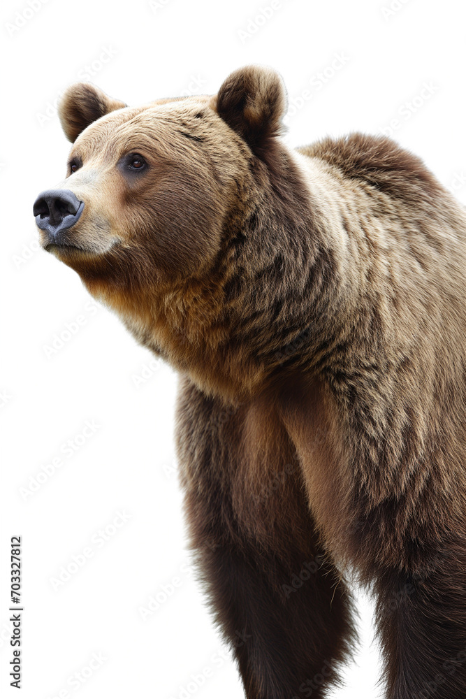 Majestic brown grizzly bear showcasing wild beauty and raw power isolated on a white background