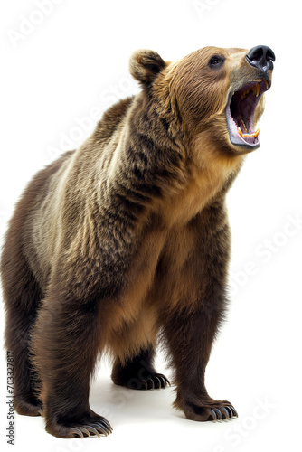 Majestic brown grizzly bear caught mid-roar, displaying its powerful teeth, embodying wilderness and raw animal strength. © InputUX
