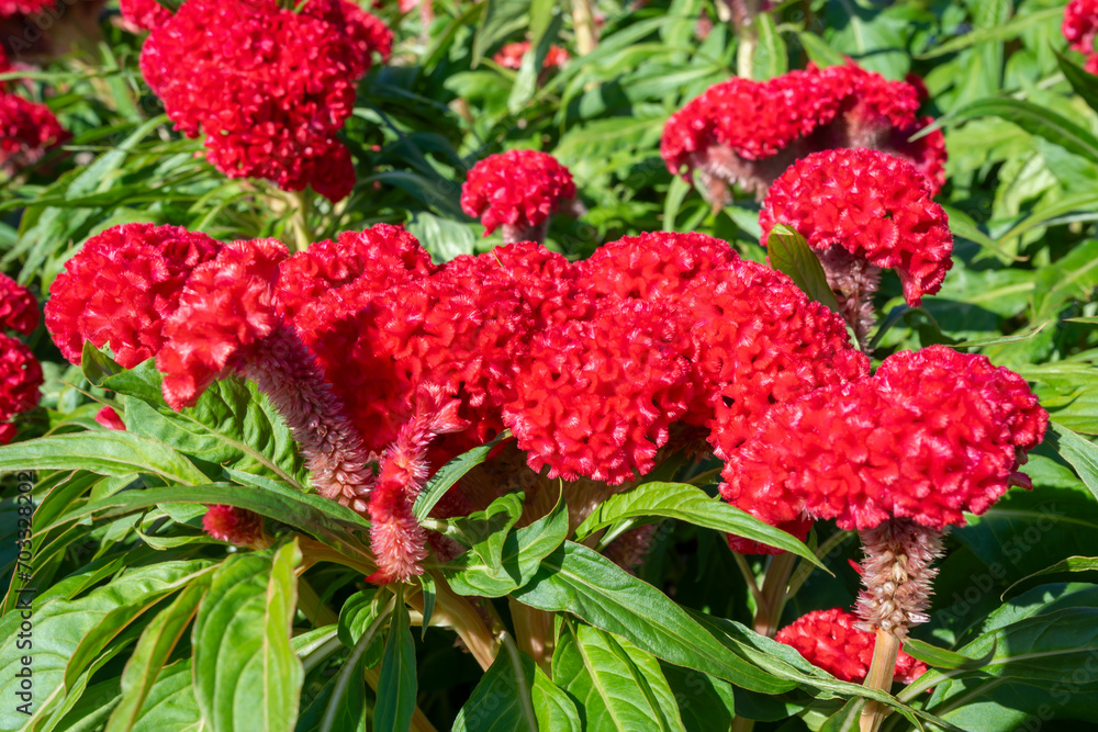 Big Red Celosia argentea blooming in garden. Big Red Celosia argentea blooming in garden.