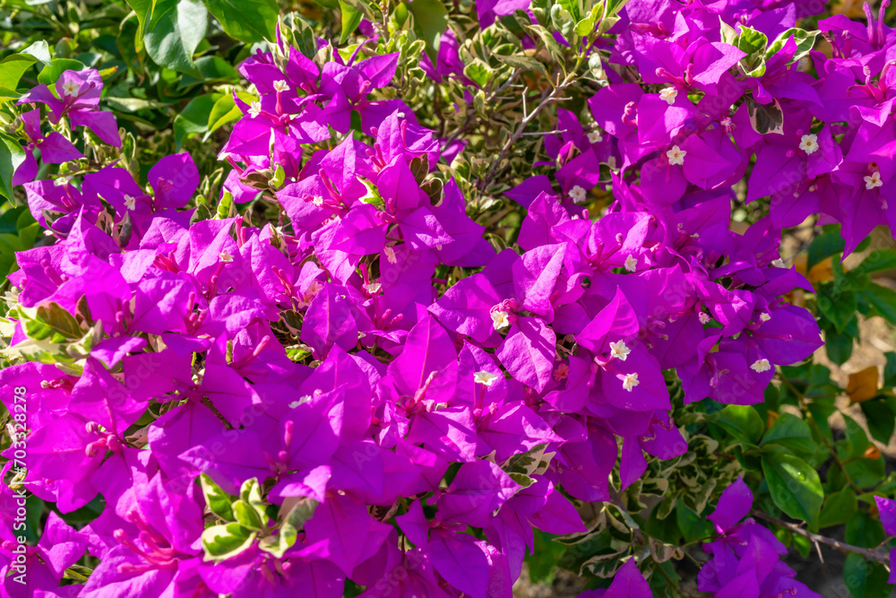 Bougainvillea is a popular tropical flowering plant. Bougainvillea is a popular tropical flowering plant.