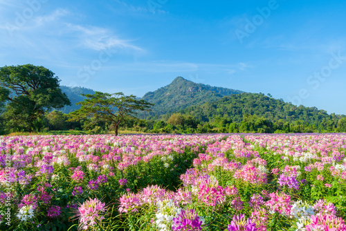 Beautiful colorful spider flowers blossom in the flower field and big mountain.