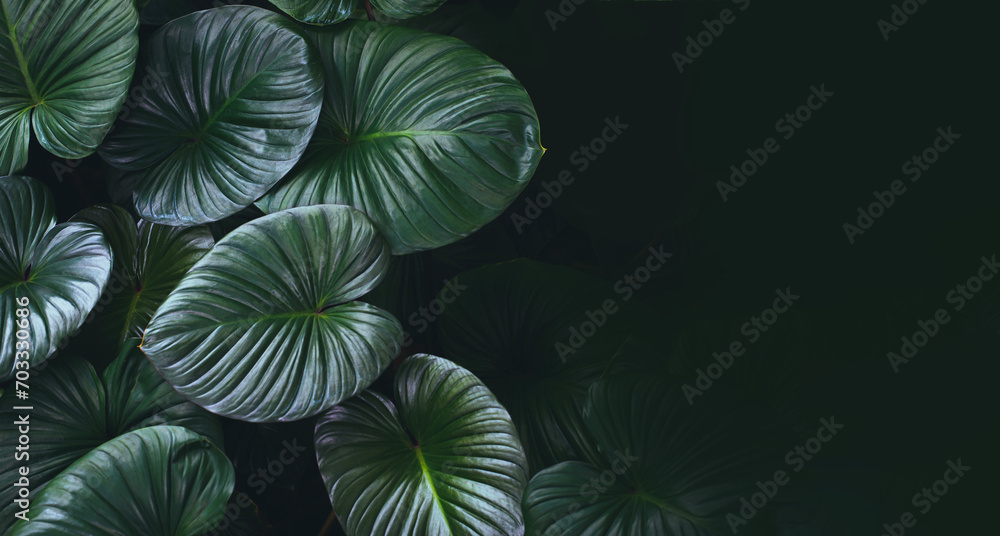 Dark green tropical leaf group