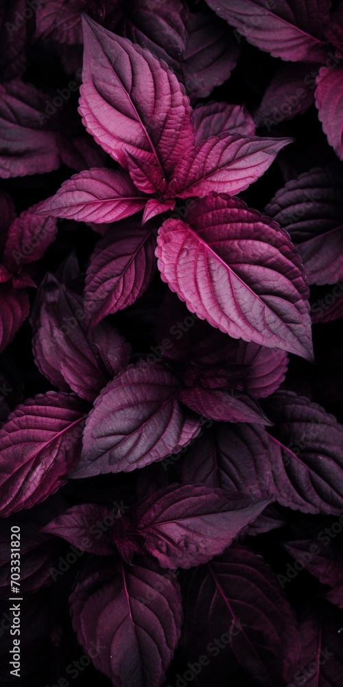 Purple basil leaves background, top view, vintage tone. Selective focus.