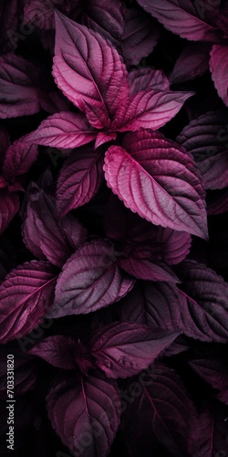 Purple basil leaves background  top view  vintage tone. Selective focus.