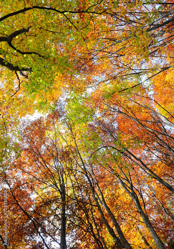 forest trees with red yellow leaves in autumn seen from below forest trees with red yellow leaves in autumn seen from below