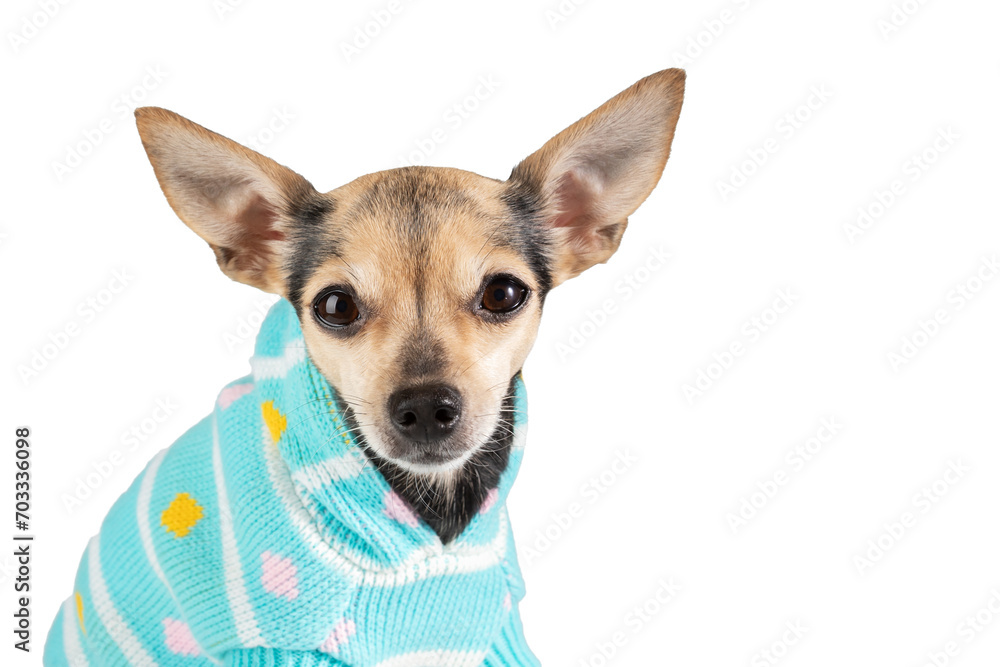 dog in winter clothes, pet in a warm sweater for walking on white background