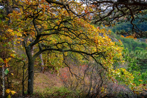 Colorful autumn tree in the mountains