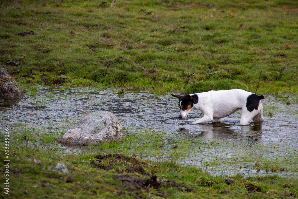 Photos of a dog on a walk in the countryside, portraits, looking at the camera or taking a dip in a pond