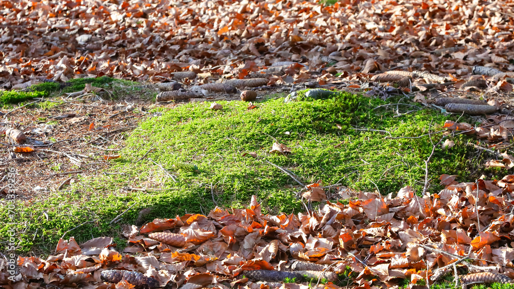 green patch of damp moss in the undergrowth in winter with the dry leaves fallen green patch of damp moss in the undergrowth in winter with the dry leaves fallen