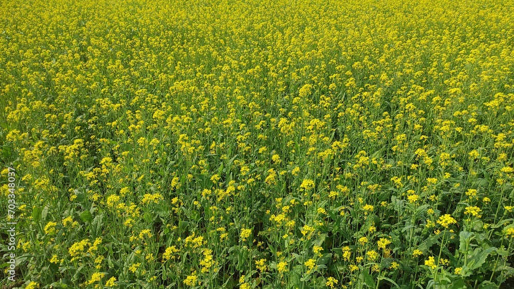 Obraz premium Rapeseed field on a sunny day in spring