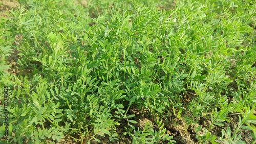Close-up of lentil plant with white flowers. Lentil field. Detail of flowers and tendrils on a green background