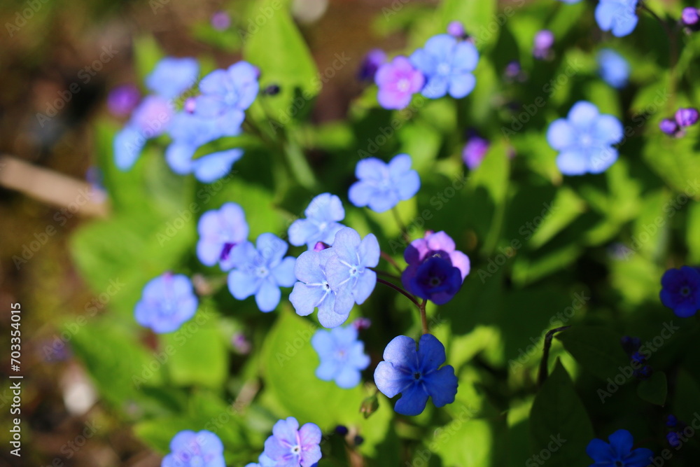 Ułudka wiosenna Omphalodes verna Ułudka wiosenna Omphalodes verna
