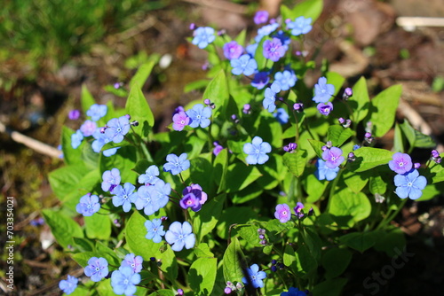 Ułudka wiosenna Omphalodes verna photo