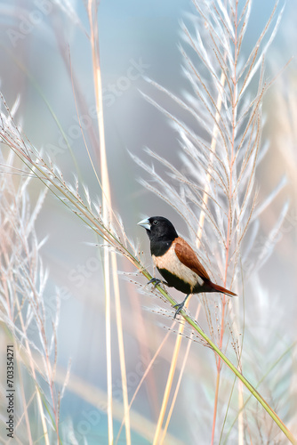 Ebony Beauty: The Black-Headed Munia