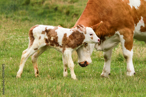 baby_cow