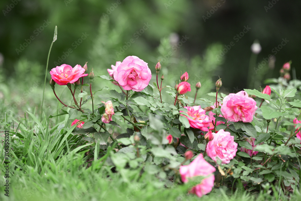 pink rose flower background. Red roses on a bush in the garden, close-up. delicate pink rose flower with green leaves. Red Rose Magic. beauty in the garden. concept of romance, gift pink rose flower background. Red roses on a bush in the garden, close-up. delicate pink rose flower with green leaves. Red Rose Magic. beauty in the garden. concept of romance, gift