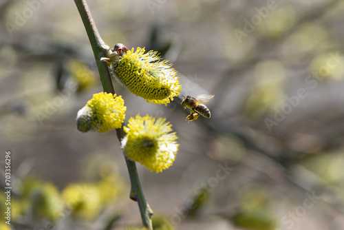 the bee is flying, bee collects pollen. willow branch with yellow spring flowers. delicate willow flowers in spring. Active work of bees to collect pollen. lot of pollen and nectar. close-up