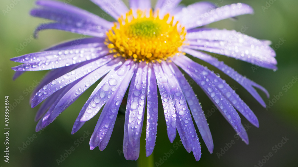Fototapeta premium blue chamomile flowers. chamomile with drops after rain, morning dew, moisture on the petals. Beautiful blue flower on a blurred background. delicate purple chamomile with yellow pollen in the center