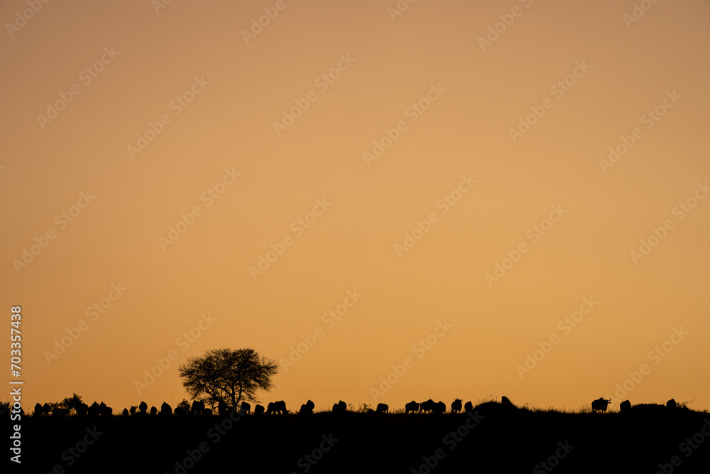 Blue wildebeest stand on horizon at sunrise