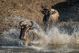 Blue wildebeest splashes into river near another