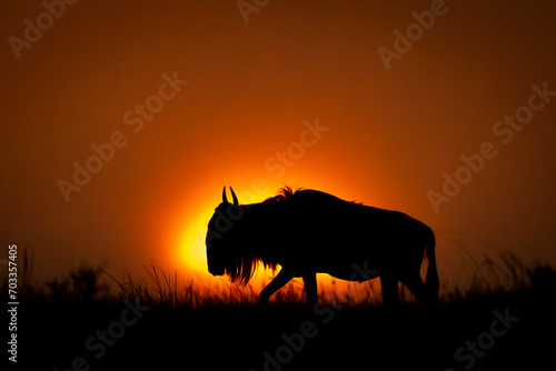 Blue wildebeest standing in silhouette at sundown