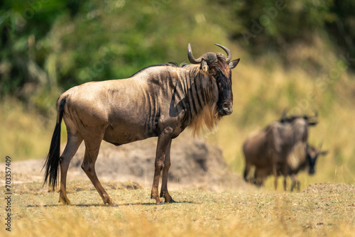 Blue wildebeest stands in profile near others