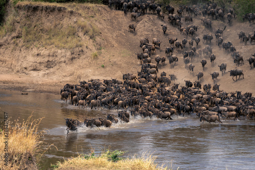 Blue wildebeest start crossing river in numbers