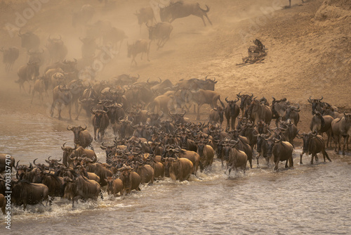 Obraz na płótnie Blue wildebeest stream across river by skeleton