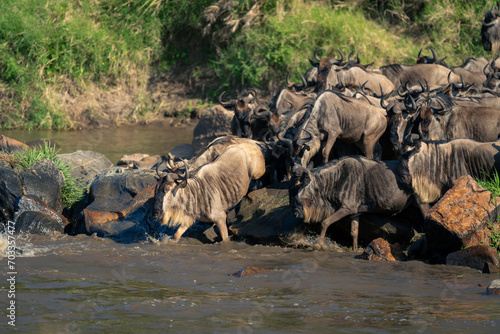 Blue wildebeest steps into river leading herd