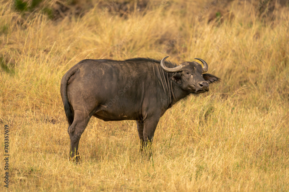 Cape buffalo stands in grassland looking round Cape buffalo stands in grassland looking round