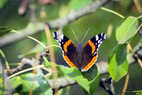 Butterfly Admiral. big beautiful butterfly on a green background top view. Vanessa atalanta close - up. Beautiful big butterfly with orange wings. Macro photography of wildlife, insect